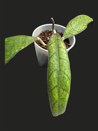Hoya UT 073, Very Rare