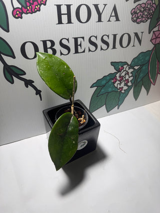 Hoya sp. Ban Ngong Ngoy