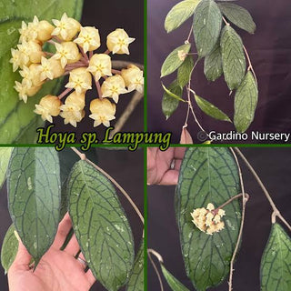 Hoya sp. Lampung , Very rare