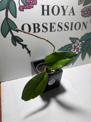 Hoya sp. Ban Ngong Ngoy