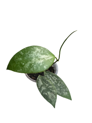 Hoya sp. Indonesia (Splash), Very Rare