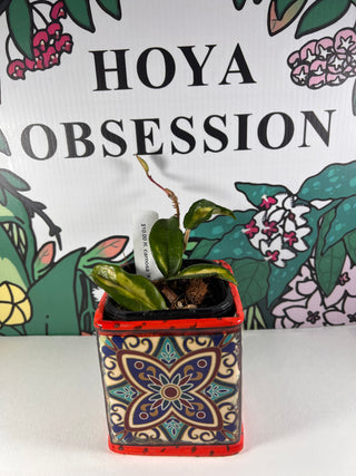 Hoya carnosa ‘Krimson Princess’