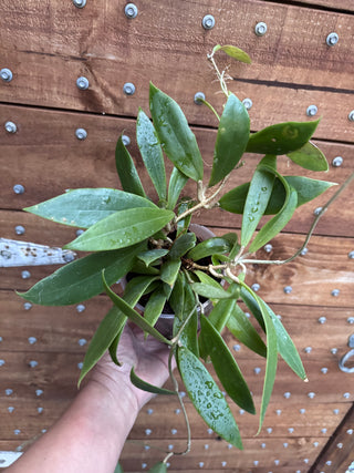 Hoya verticillata (NR-01)