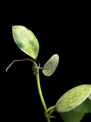 Hoya lacunosa ‘Mint Coin’, Rare