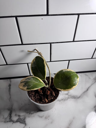 Hoya obovata (Outer variegated)