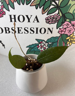 Hoya verticillata var. acuta (Medium leaves)