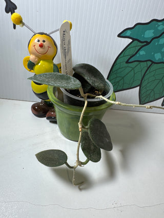 Hoya thomsonii (Pink)