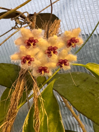 Hoya caudata Sumatra