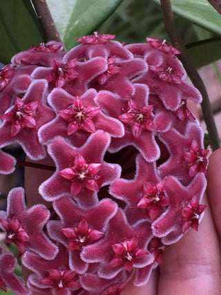 Hoya sp. Ban Ngong Ngoy