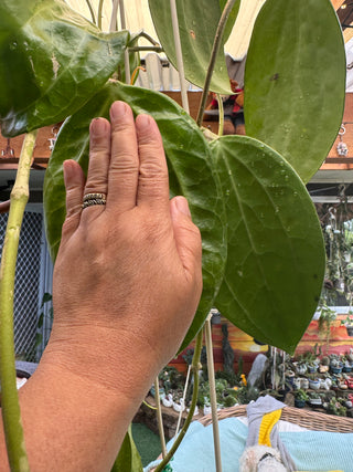 Hoya polystachya