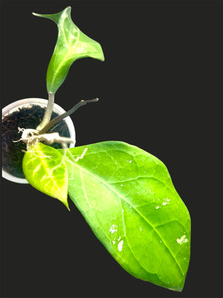 Hoya sp. Sumatra 01, Plant # 1, Extremely Rare