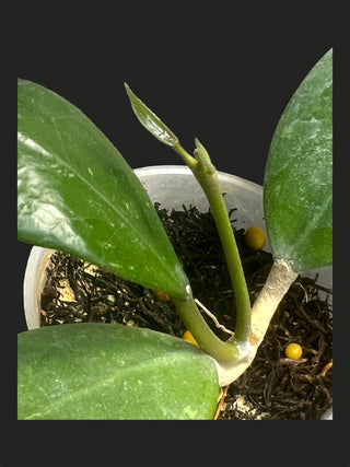 Hoya RHM 14-1, Extremely Rare