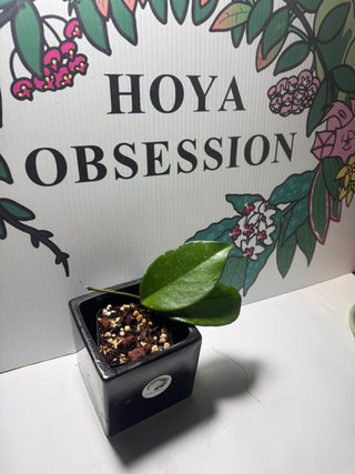 Hoya sp. Ban Ngong Ngoy