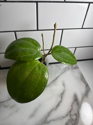 Hoya sp. Sarawak