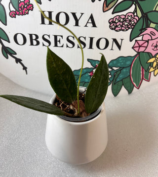 Hoya verticillata var. acuta (Medium leaves)
