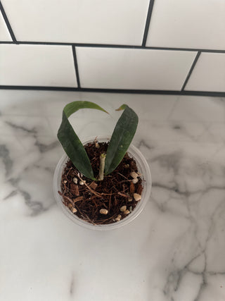 Hoya platycaulis, Extremely Rare