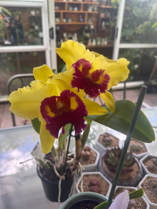 Cattleya - Rlc. Williette Wong ‘The Best’