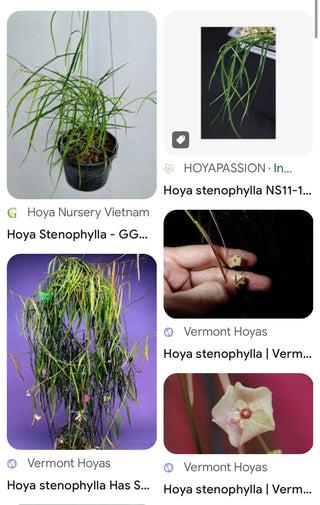 Hoya stenophylla
