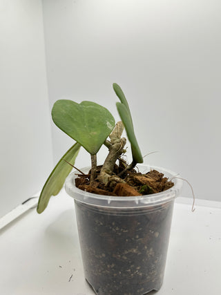 Hoya kerrii (Inner variegated)