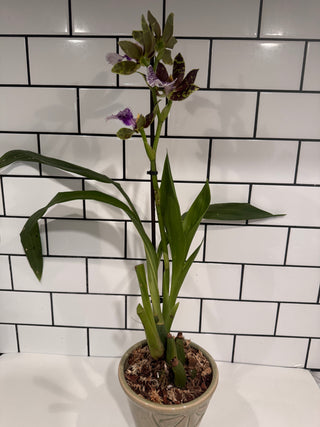 Zygopetalum mackayi