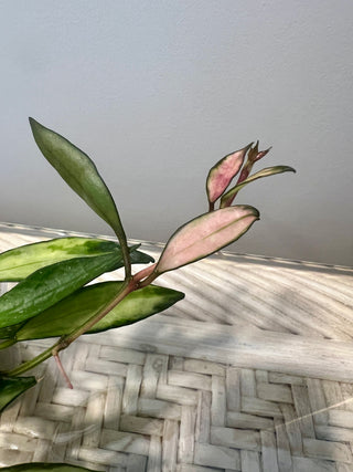 Hoya lacunosa (Inner variegated) Plant no 8