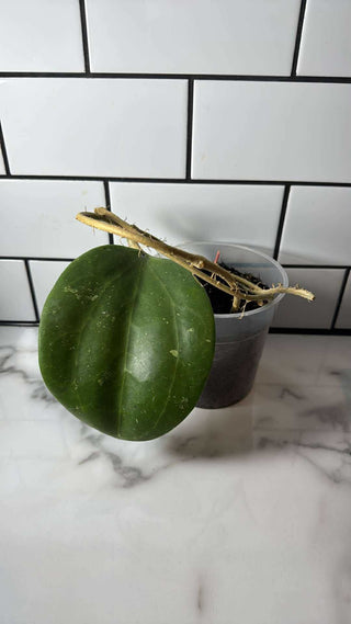 Hoya loyceandrewsiana