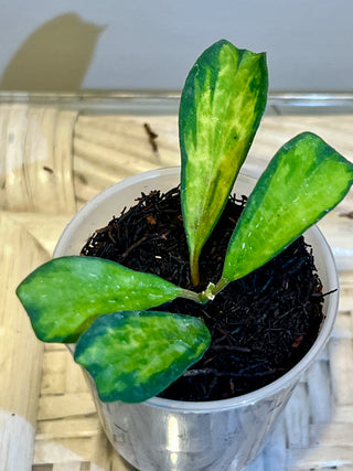 Hoya manipurensis (Variegated)