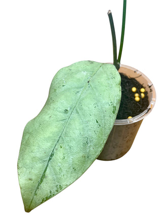 Hoya coriacea (Silver), Extremely Rare