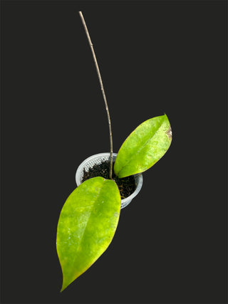 Hoya sp PNG SV422, Very Rare