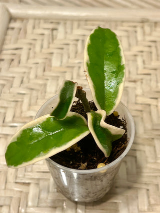 Hoya carnosa ‘Marianna’, Very Rare