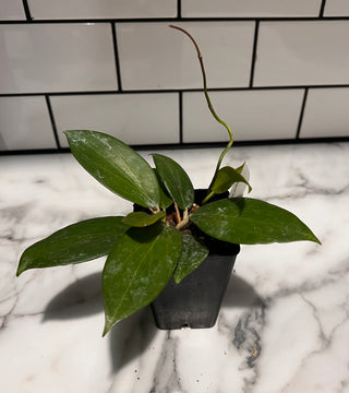 Hoya nicholsoniae (Australia/NZ)
