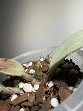 Hoya kerrii (Full Silver)