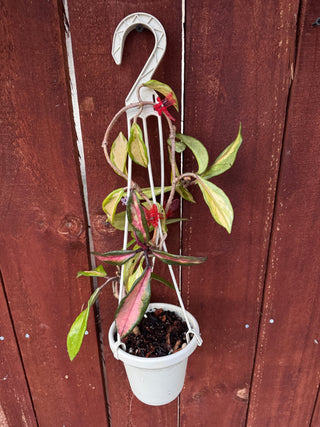 Hoya carnosa ‘Rubra’