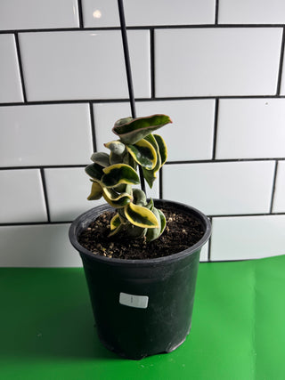 Hoya compacta ‘Regalis’ - Plant 1