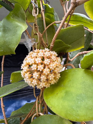 Bundle # 2 - Philippine Hoyas - Rare Hoyas