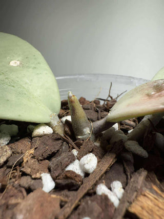 Hoya kerrii (Full Silver)