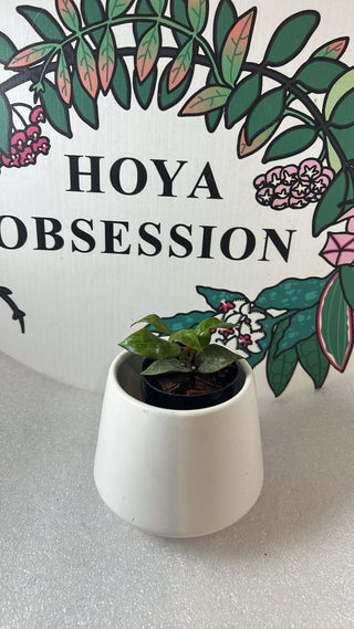 Rare- Hoya ‘Crescille’