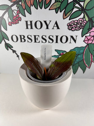 Hoya erythrina (Philippines)