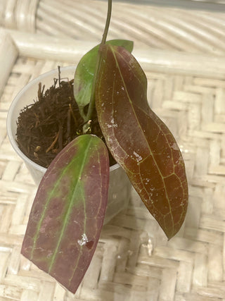 Hoya sp. Teneba, Very rare