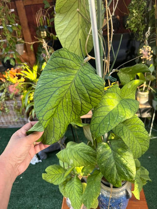 Hoya meredithii - Clone 2 (The Beast)