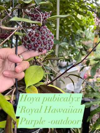 Hoya pubicalyx ‘Royal Hawaiian Purple’ - Black Boy variety