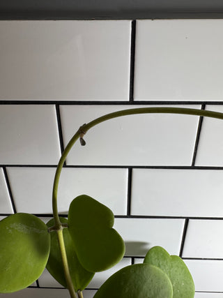 Hoya kerrii (Green form)