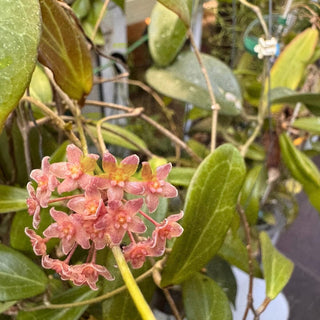 Bundle - Philippine Hoyas - Rare Hoyas