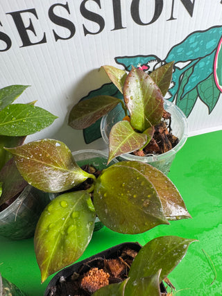 Hoya obscura