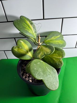 Hoya kerrii (Inner variegated), Full Plant