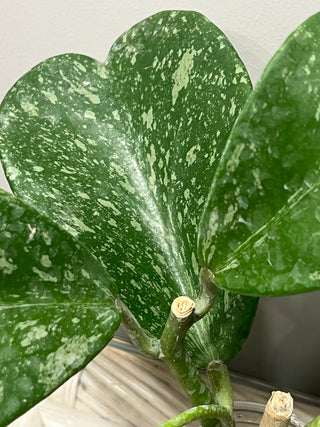 Hoya kerrii (Splash)