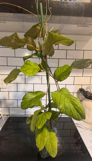 Hoya meredithii - Clone 1