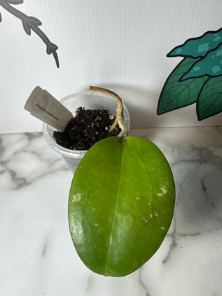 Hoya loyceandrewsiana