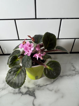 African Violets