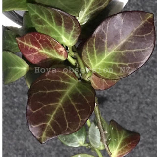 Hoya obscura